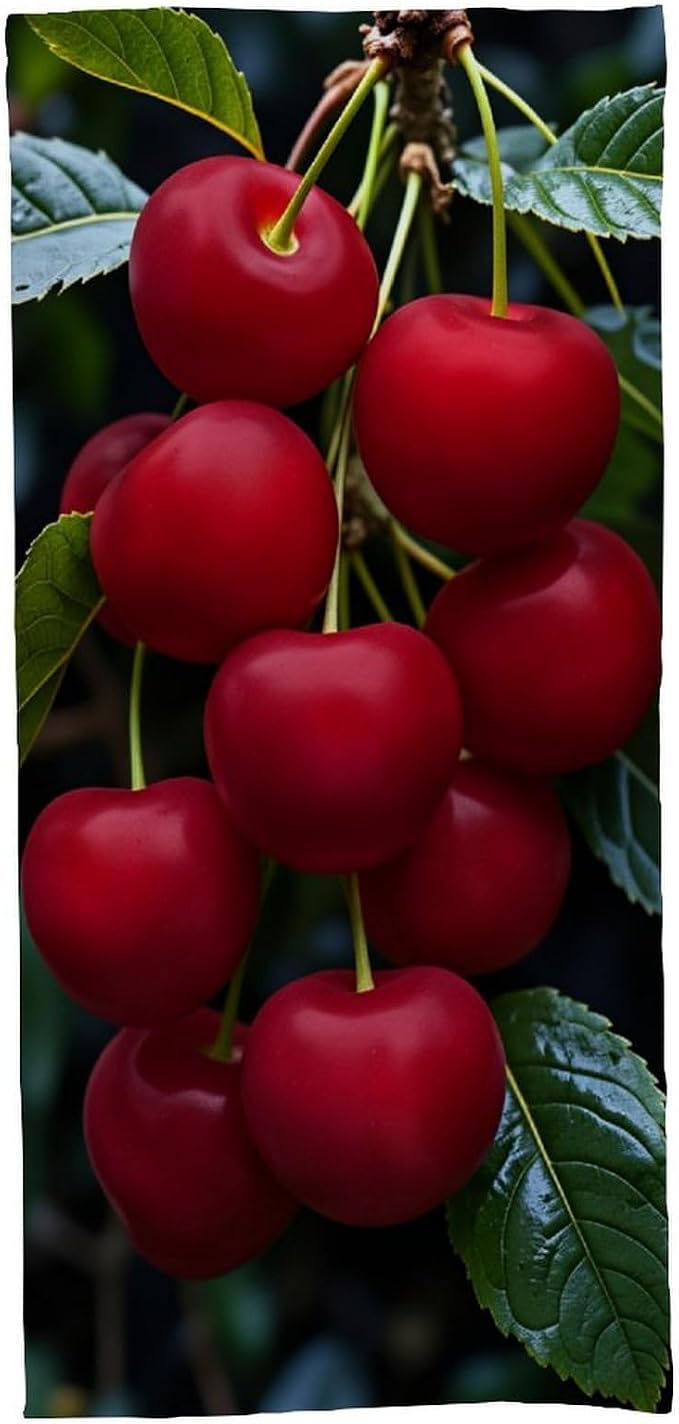 Cherry Fruit