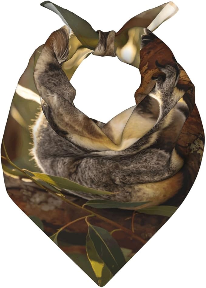 Bear Koala