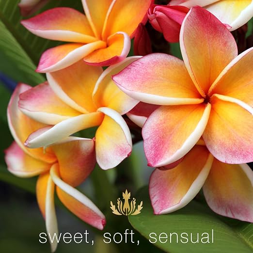 Plumeria